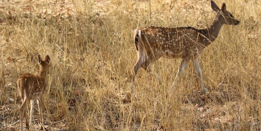 Karera Wildlife Sanctuary, Shivpuri, Madhya Pradesh - Vushii.com Karera Wildlife Sanctuary, Shivpuri, Madhya Pradesh - Vushii.com